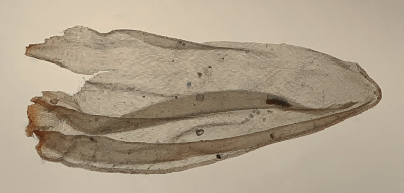 Orthothecium chryseon var. cochleariifolium